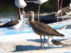 Numenius phaeopus