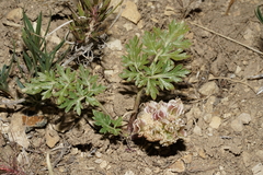 Cymopterus glomeratus greeleyorum
