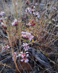 Pleurophora patagonica