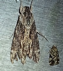 Erinnyis oenotrus