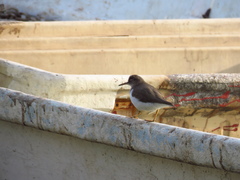 Actitis macularius