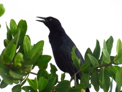 Quiscalus mexicanus