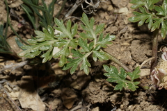 Cymopterus glomeratus greeleyorum