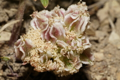 Cymopterus glomeratus greeleyorum