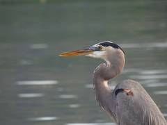 Ardea herodias