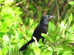 Quiscalus mexicanus