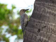 Melanerpes uropygialis