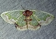 Hyalochlora splendens