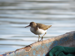 Actitis macularius