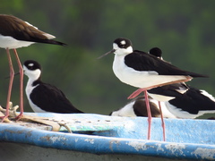 Himantopus mexicanus