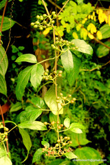 Cissus trifoliata