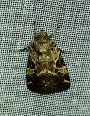 Hampsonodes