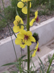 Verbascum blattaria