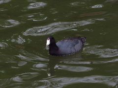 Fulica americana