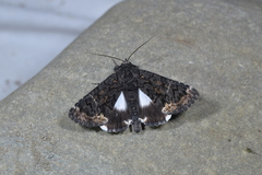 Catephia alchymista