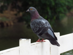 Columba livia