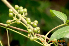 Cissus trifoliata