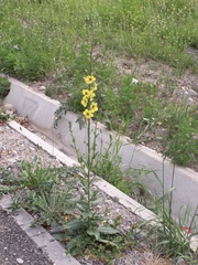 Verbascum blattaria
