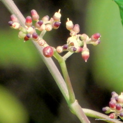 Cissus trifoliata