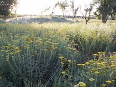 Achillea filipendulina