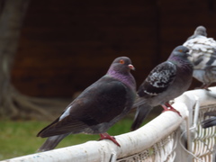 Columba livia
