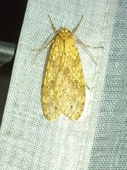 Lophocampa debilis