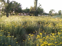 Achillea filipendulina