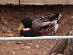 Anas platyrhynchos domesticus