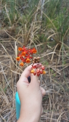 Asclepias lanceolata image