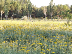 Achillea filipendulina