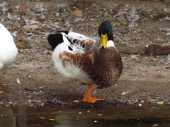 Anas platyrhynchos domesticus