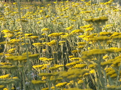 Achillea filipendulina