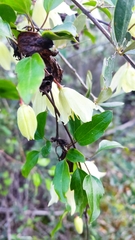 Clematis cirrhosa