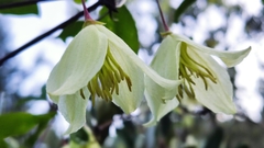 Clematis cirrhosa