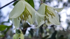 Clematis cirrhosa