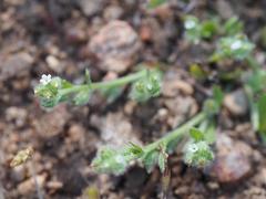 Plagiobothrys torreyi diffusus