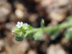 Plagiobothrys torreyi diffusus