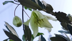 Clematis cirrhosa