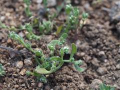 Plagiobothrys torreyi diffusus