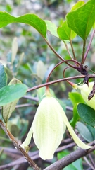 Clematis cirrhosa