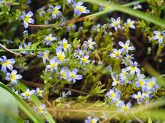 Porterella carnosula