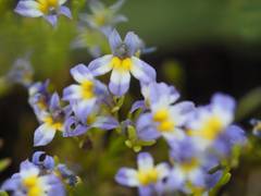 Porterella carnosula