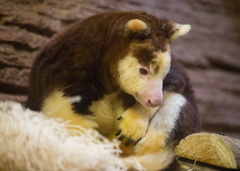 Huon Tree-Kangaroo photo 5