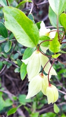 Clematis cirrhosa