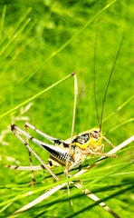 Eupholidoptera megastyla