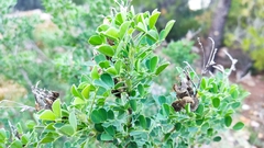 Medicago arborea
