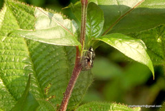 Salticidae