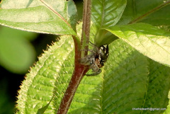 Salticidae
