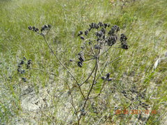 Astrodaucus littoralis