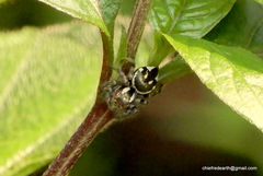 Salticidae
